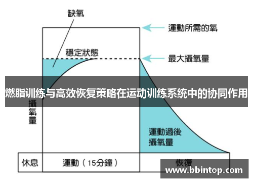 燃脂训练与高效恢复策略在运动训练系统中的协同作用